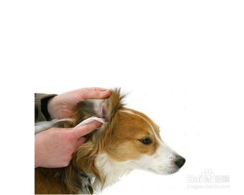 狗的耳朵怎么形容