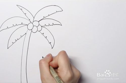 如何画椰子树植物