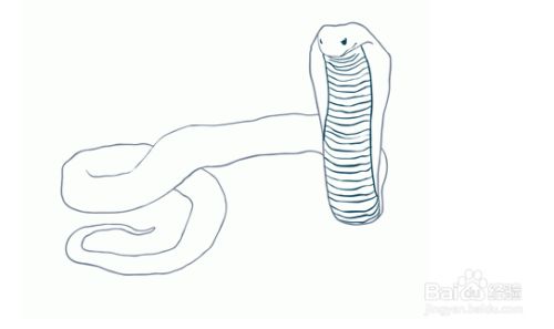 如何画眼镜蛇?