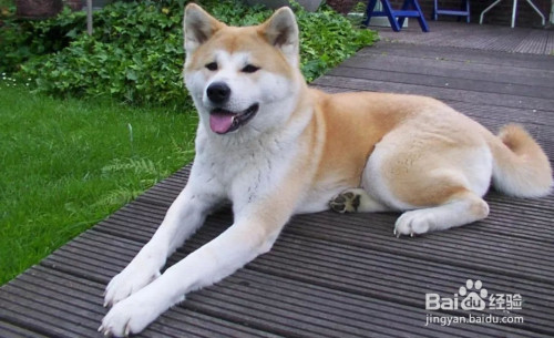 如何教狗狗坐?
