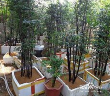 黑骨茶树怎样修剪