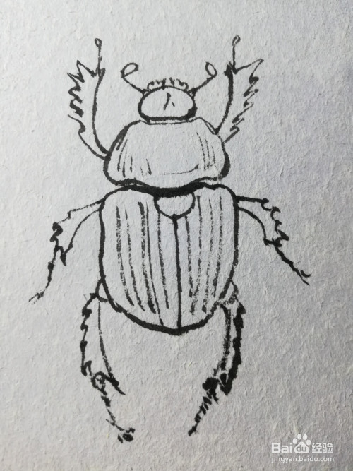 今天和大家分享一下画西班牙蜣螂的绘画过程,希望大家喜欢.