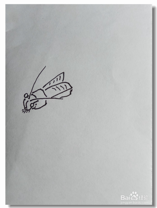 怎样画简笔画"蝈蝈"?