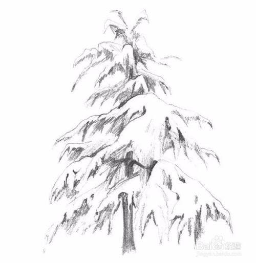素描雪松的教程-让你零基础也会画!