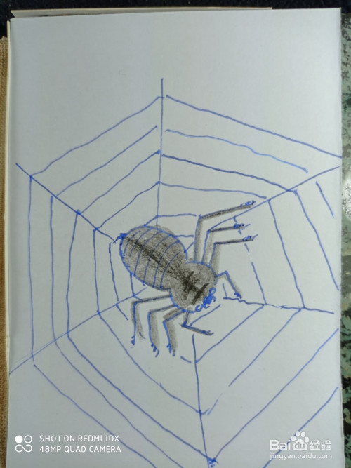 怎样画简笔画趴在网上的蜘蛛?
