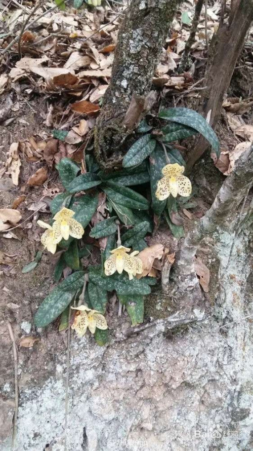 4种植物不能随便挖,都是国家保护植物