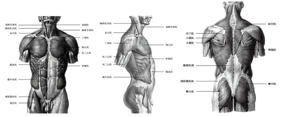 躯干的肌肉多而复杂,但对人体,形体,运动产生作用的只有几块.
