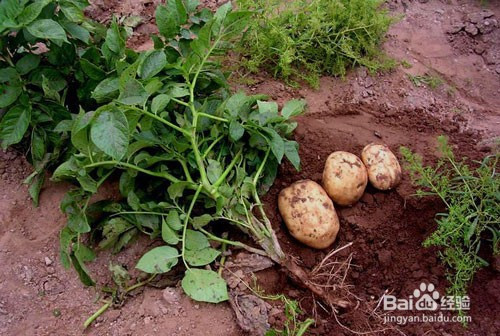 怎样预防土豆根结线虫