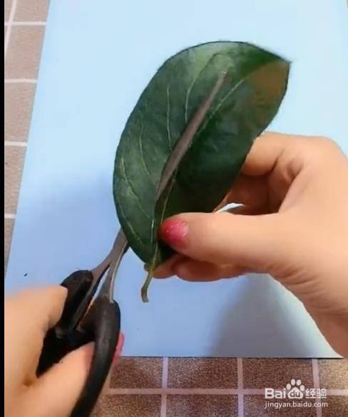 怎样做树叶贴画 ?