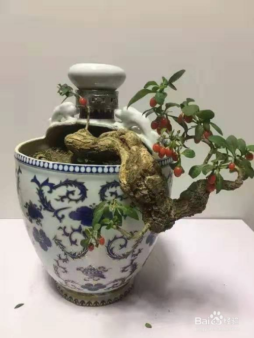 酒坛酒瓶别扔,切2刀,就是超美盆景,美死了