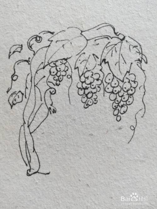 怎么画葡萄树简笔画