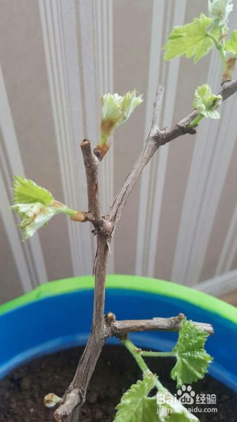 葡萄树的春季修剪方法