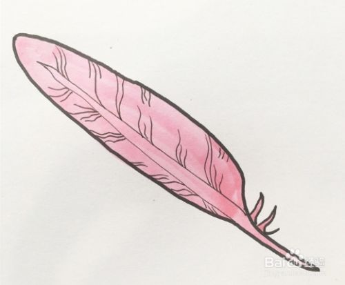 用粉色涂满整个羽毛,一根简单的羽毛就画好了.