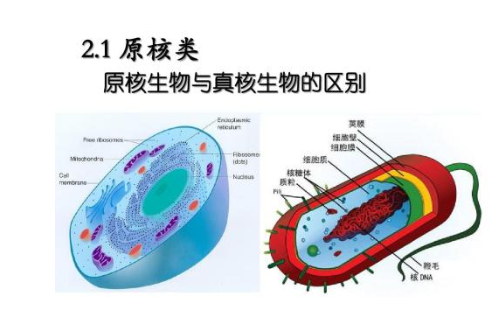 高中生物中常见的真核生物和原核生物有哪些百度经验