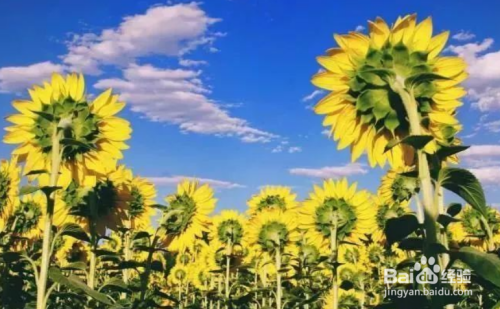 在阳光的照射下,生长素在向日葵背光一面含量升高,刺激背光面细胞拉长