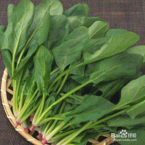 为什么菠菜出苗后都死了