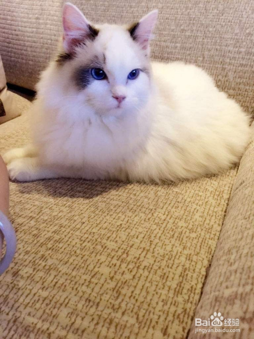 如何挑选一只纯正的布偶猫