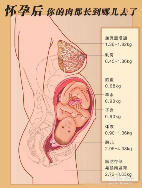 产后肥胖类型,先找出孕期体重长哪了?