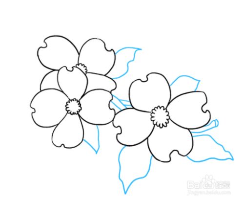 如何画山茱萸花