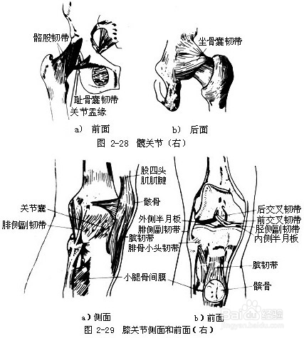 (1)椎骨 根据不同的部位而分为颈椎,胸椎,腰椎,骶椎(骶骨)和尾