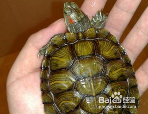 3 或者蜗牛可以去根据巴西龟的身体大小去看年龄,但是一些成年龟会