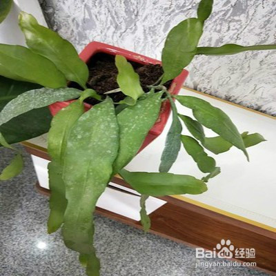 教你养小叶昙花