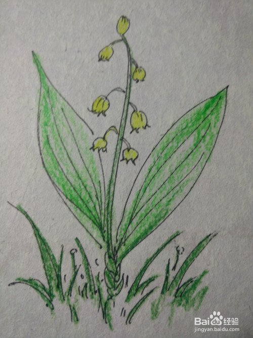 植物的简笔画