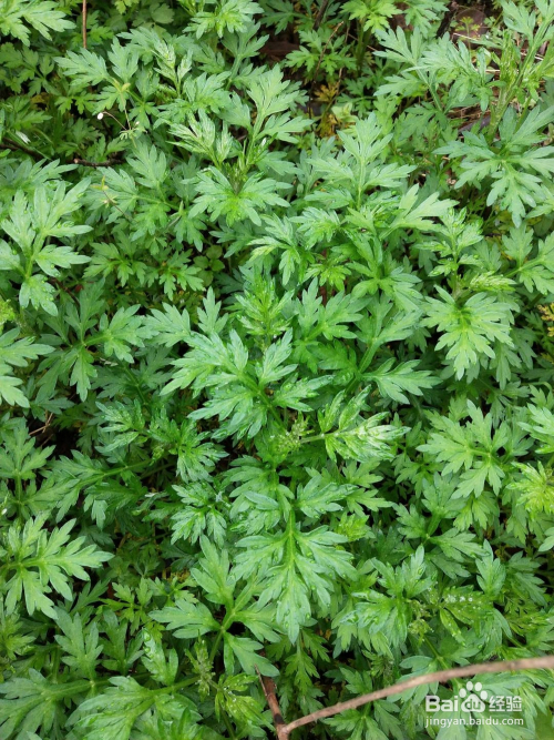 美食/营养 西点 1 去田间野地采摘一把野蒿子,蒿子属于野菜系列,跟