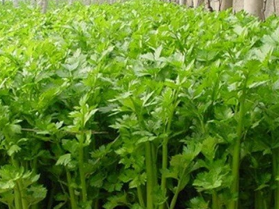 香菜和芹菜有什么关系（香菜跟芹菜有什么关系）