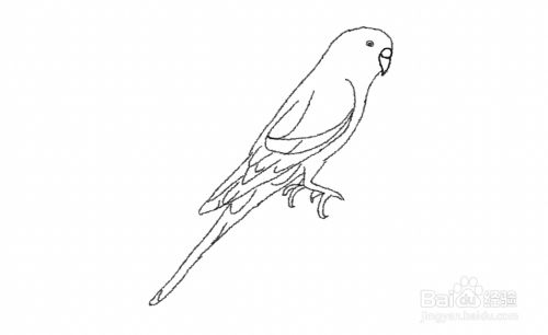 接着画娇凤鸟的脚和尾巴.