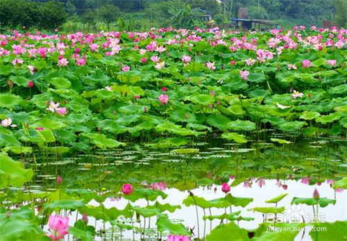 夏天怎么取景