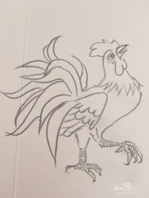 怎样画大公鸡的简笔画