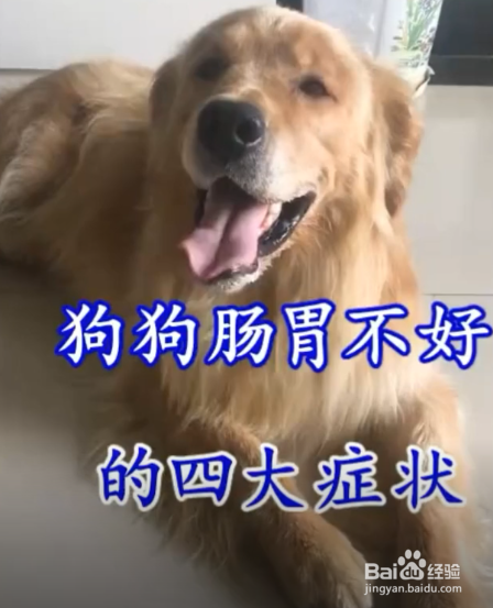 狗狗肠胃不好有哪些表现呢?