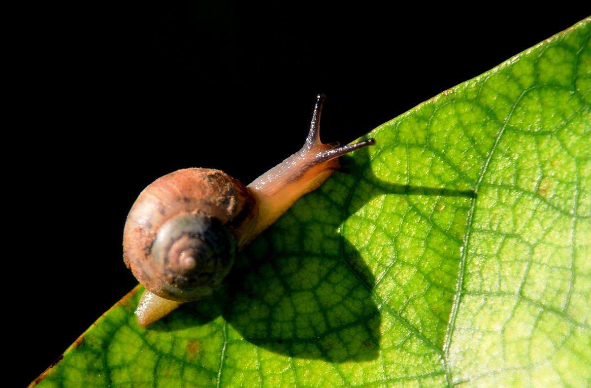 【高清图】蜗牛-中关村在线摄影论坛