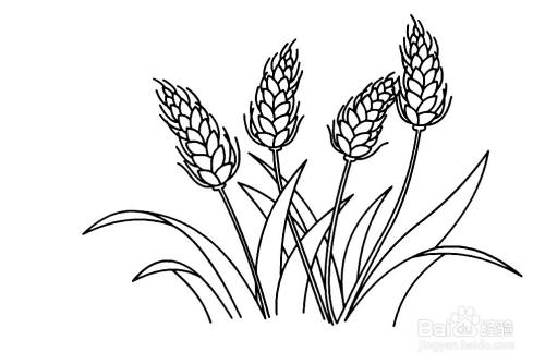 怎么画成熟的小麦简笔画