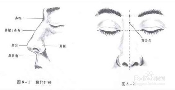 鼻部解剖图片