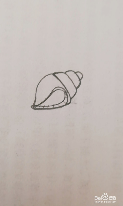 简笔画海螺怎么画