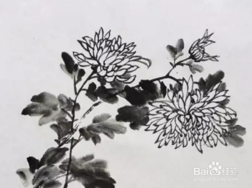 国画菊花的画法视频教程