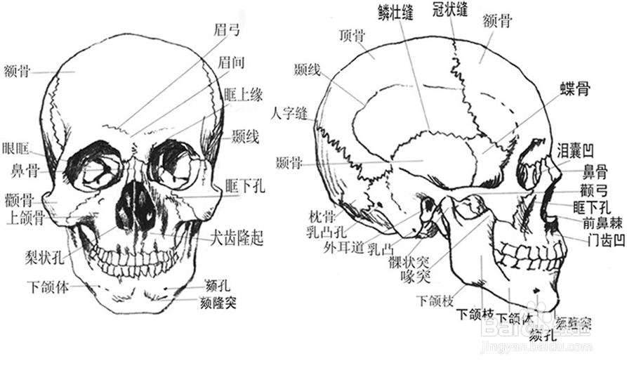 如何认识人体头骨