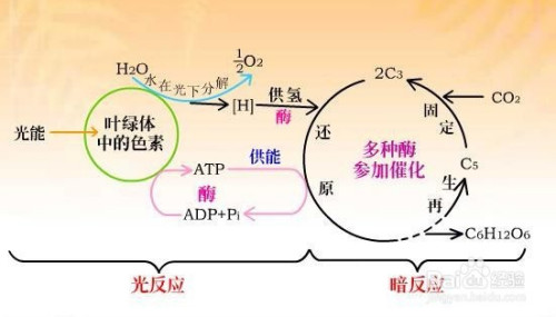 光合作用三个阶段图解