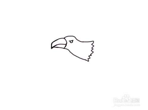 怎么画儿童彩色简笔画卡通动物老鹰?