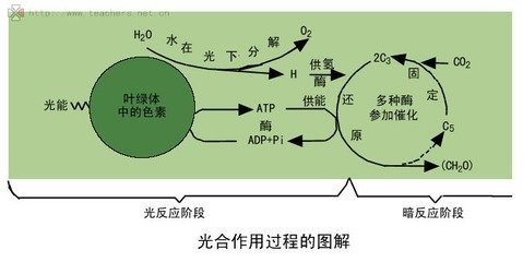 植物光合作用