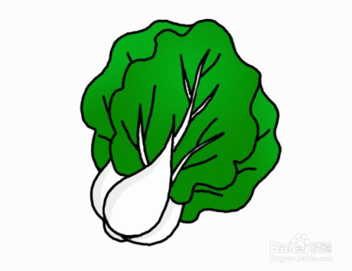 如何为孩子画简单的白菜