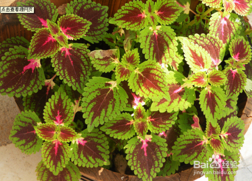 柠檬香蜂草   学名:melissa officinalis   别名:柠檬香水薄荷,蜜蜂花