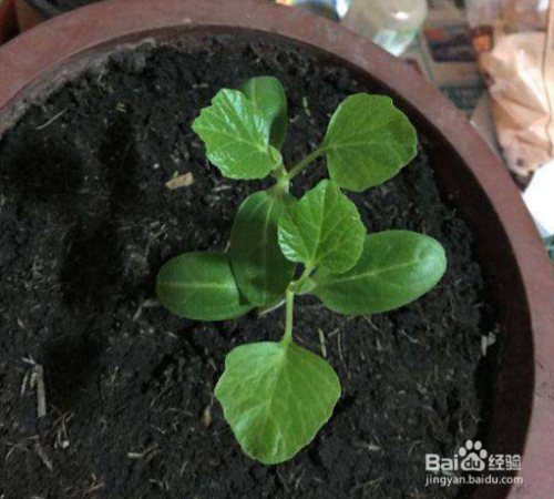 手捻葫芦花盆种植方法