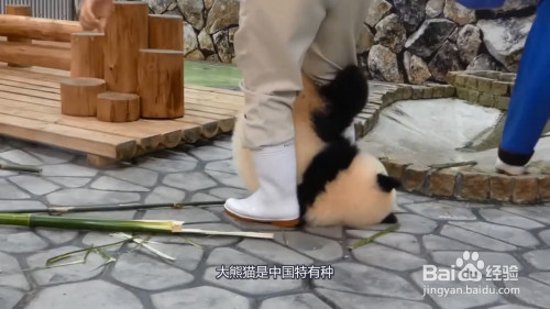 大熊猫是猫吗