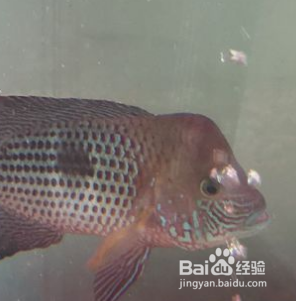 红尾皇冠鱼怎么养起头