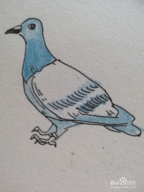 最后用彩铅把信鸽整个身体涂上颜色,翅膀要留出一些空白.