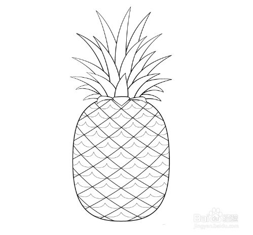 如何绘制菠萝