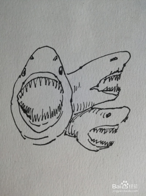六头鲨怎么画